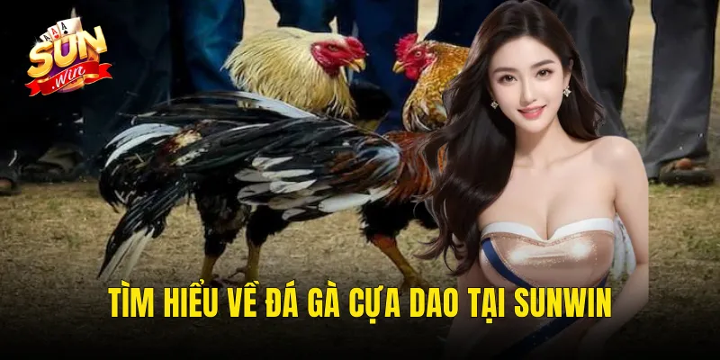 Tìm hiểu về đá gà cựa dao tại Sunwin