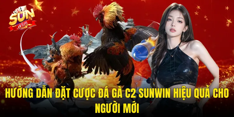 Hướng Dẫn Đặt Cược Đá Gà C2 Sunwin Hiệu Quả Cho Người Mới